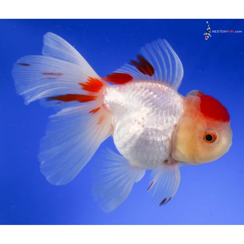 5” Imported Redcap Oranda