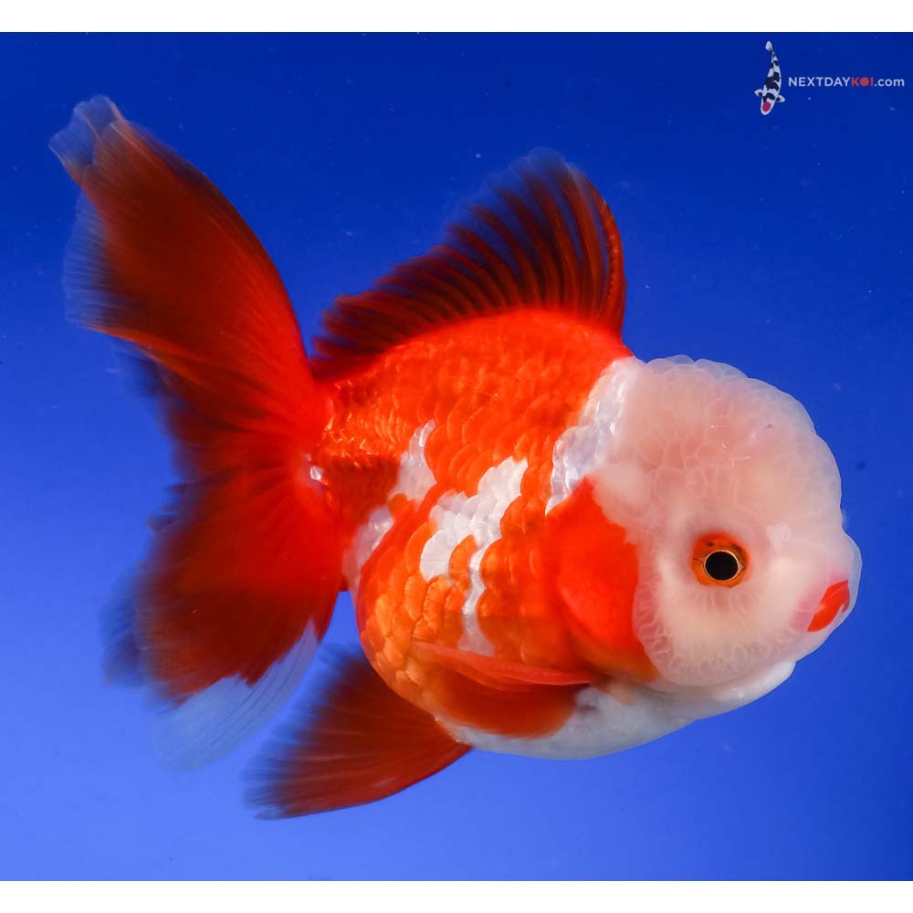 4.5” Imported Red and White Oranda