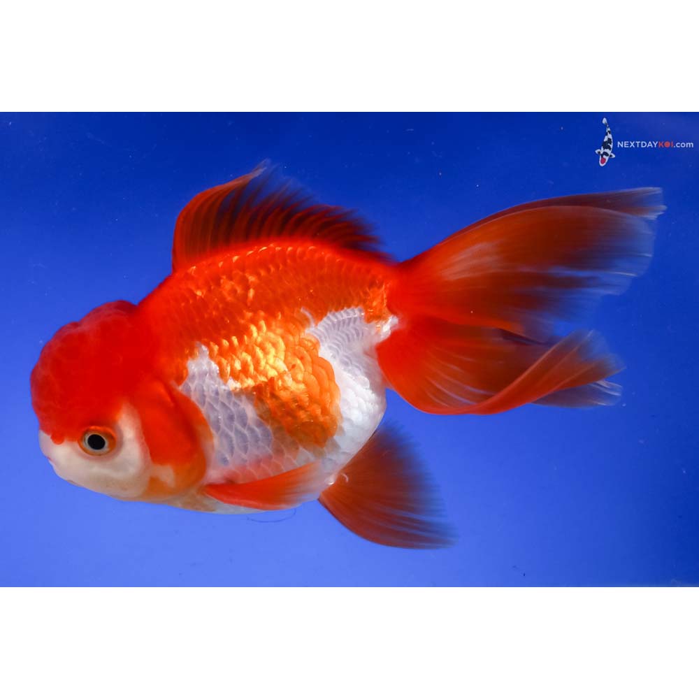 5” Imported Red and White Oranda