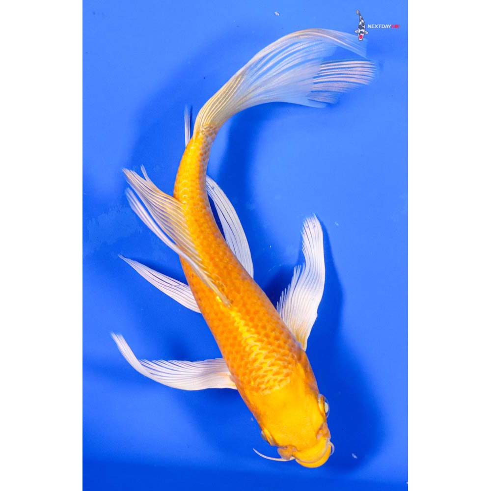 6.5” Imported Yamabuki Ogon Butterfly Koi