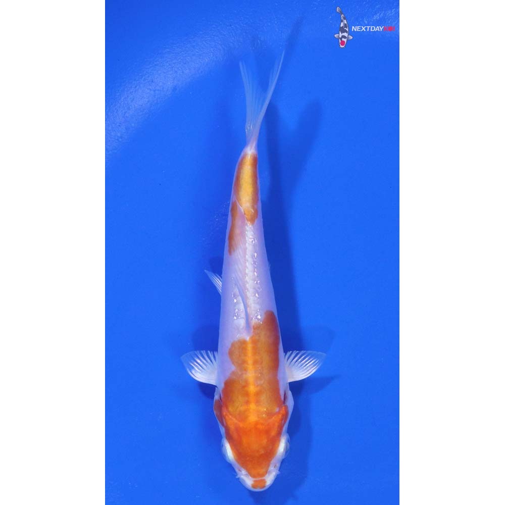 4” Imported Kikusui