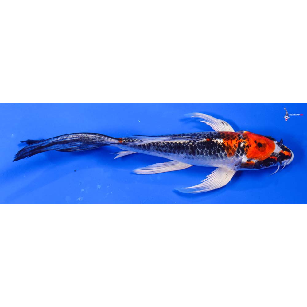 6” Imported Kujaku Butterfly Koi