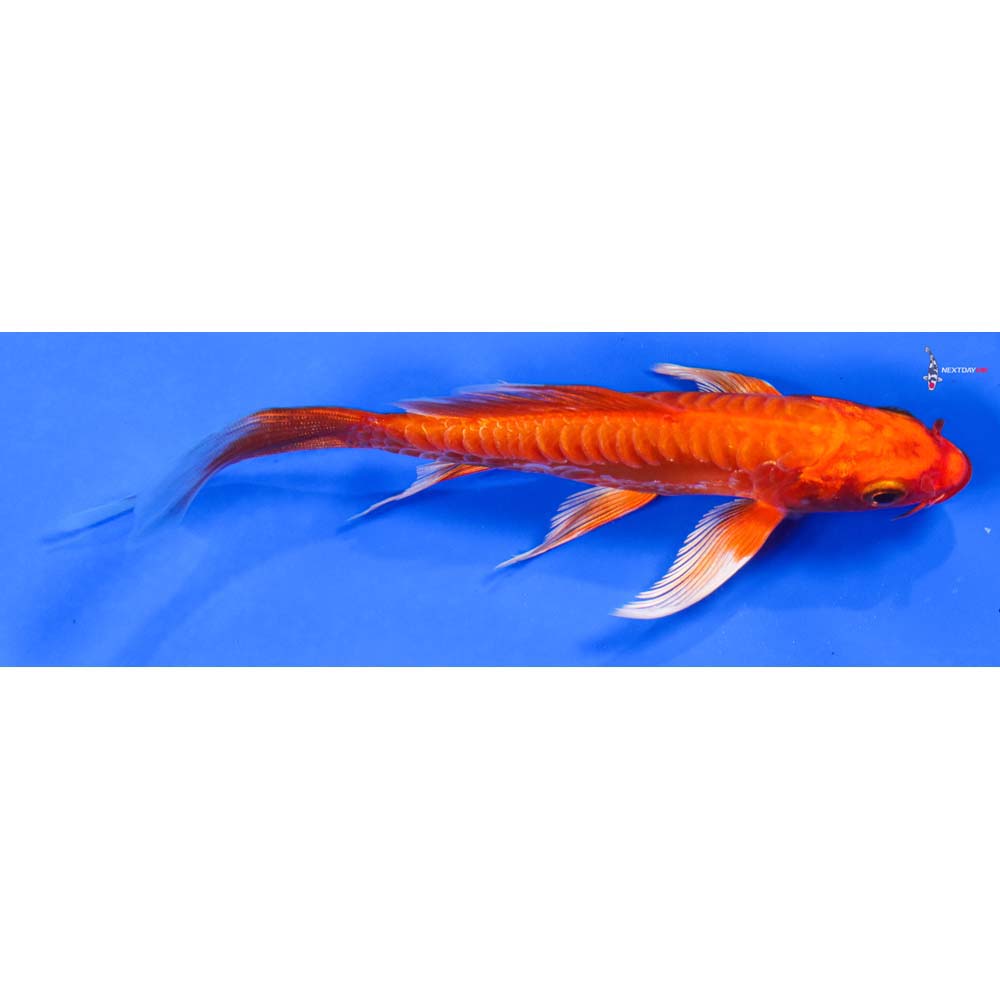 6” Imported Doitsu Orenji Ogon Butterfly Koi