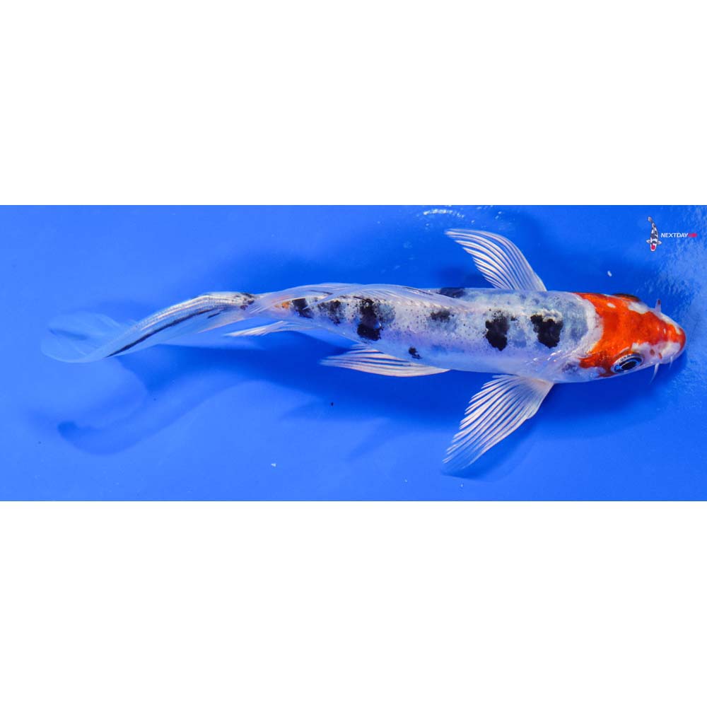6” Imported Heisei Nishiki Butterfly Koi
