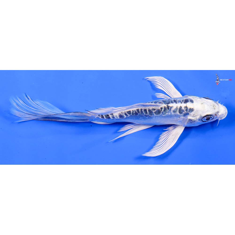 6” Imported Doitsu Gin Matsuba Butterfly Koi