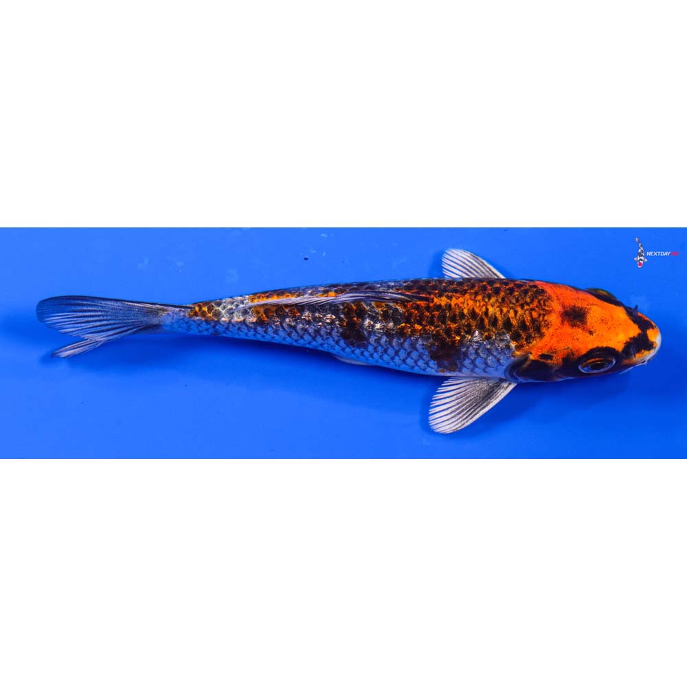 5” Imported Gin Rin Kujaku
