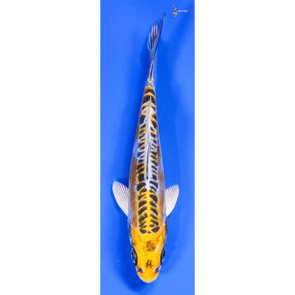 5” Imported Doitsu Kujaku