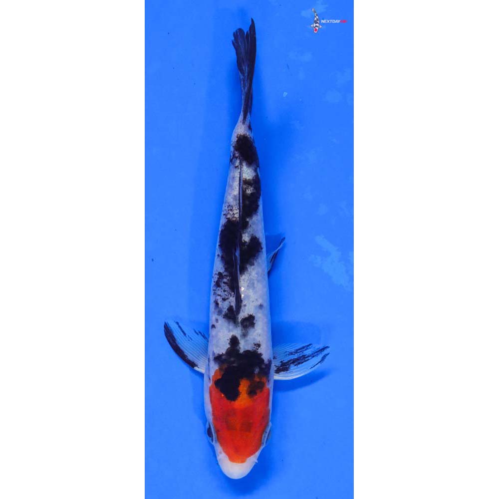 5.5” Imported Sanke