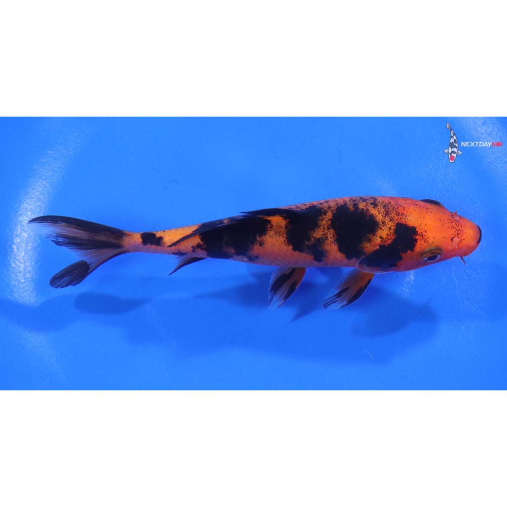5” Imported Aka Bekko