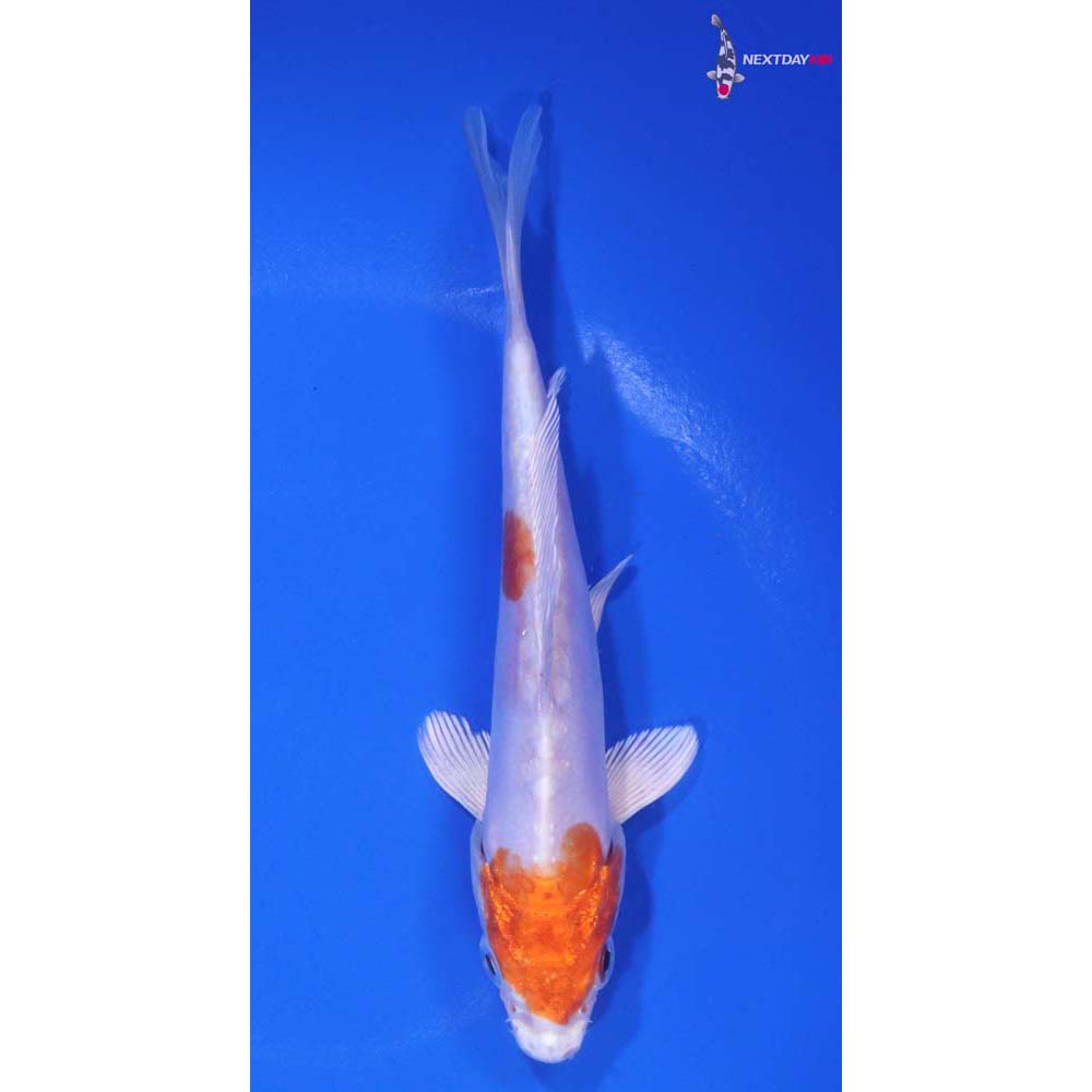 5” Imported Kikusui