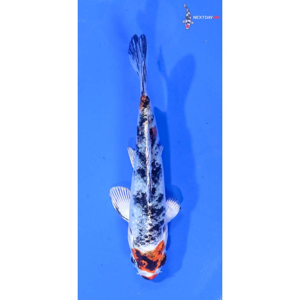 4” Imported Gin Rin Yamato Nishiki