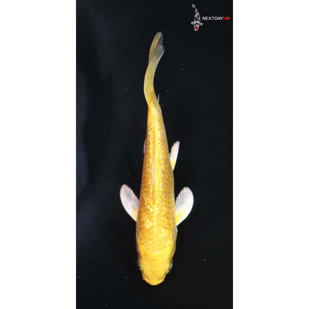 3.5” Imported Gin Rin Yamabuki Ogon