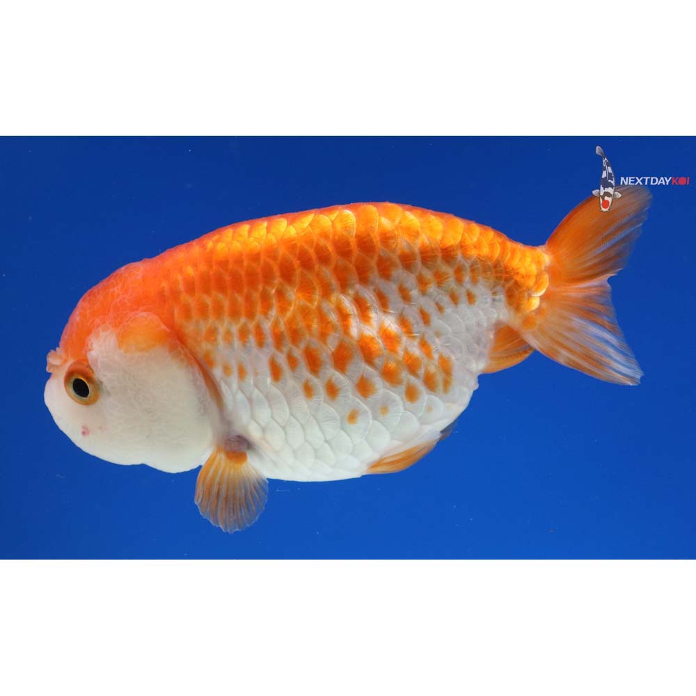 4” Imported Red and White Ranchu