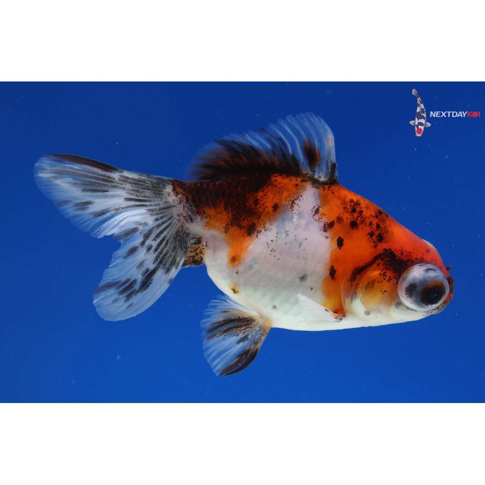 4” Imported Male Calico Fantail