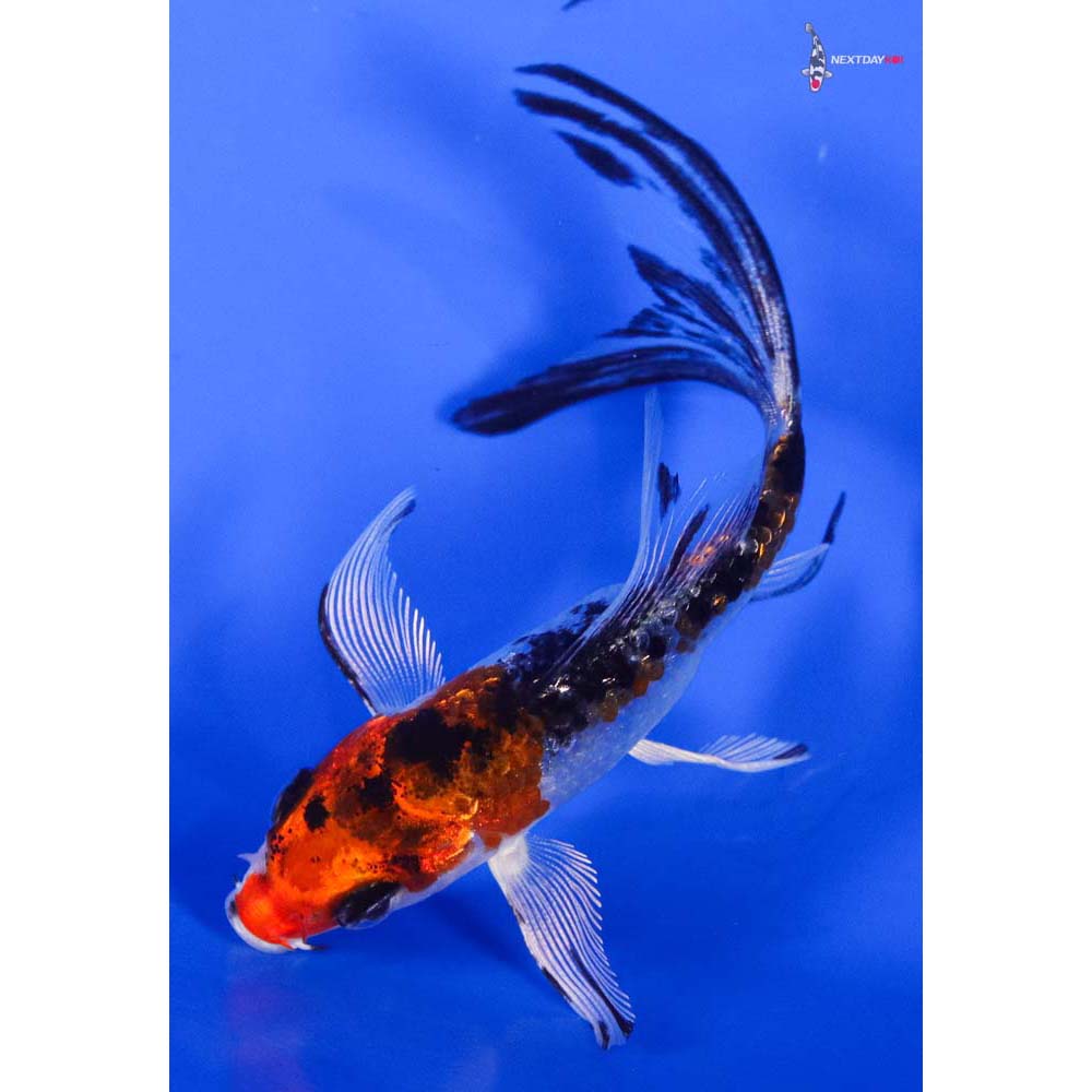 3.5” Imported Gin Rin Kujaku Butterfly Koi