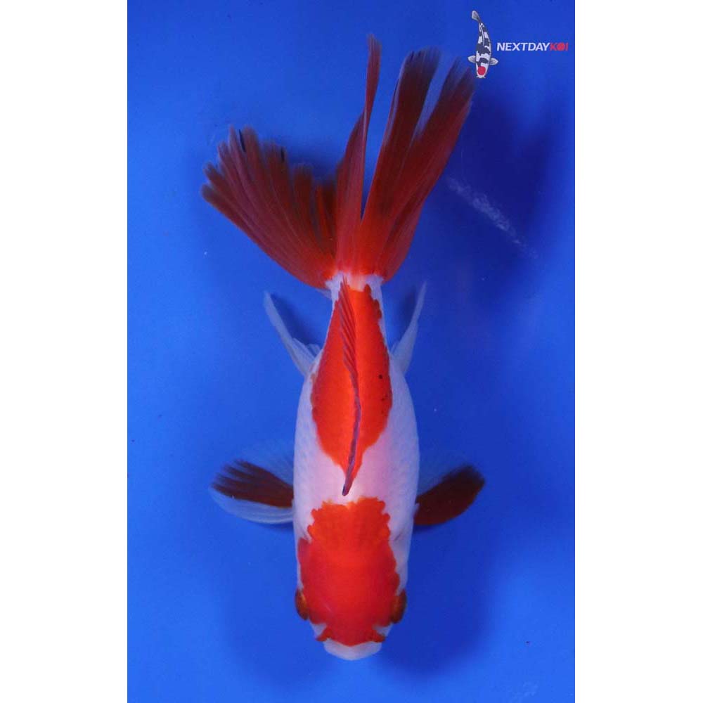 4.5” Imported Male Calico Ryukin
