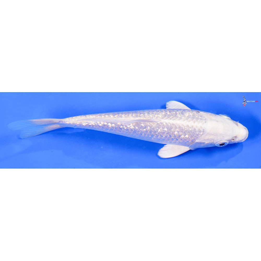 6” Imported Gin Rin Platinum Ogon