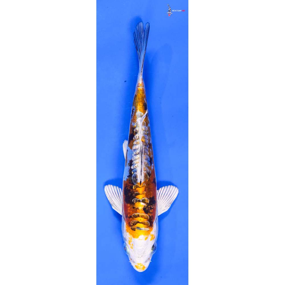 5.5” Imported Gin Rin Heisei Nishiki