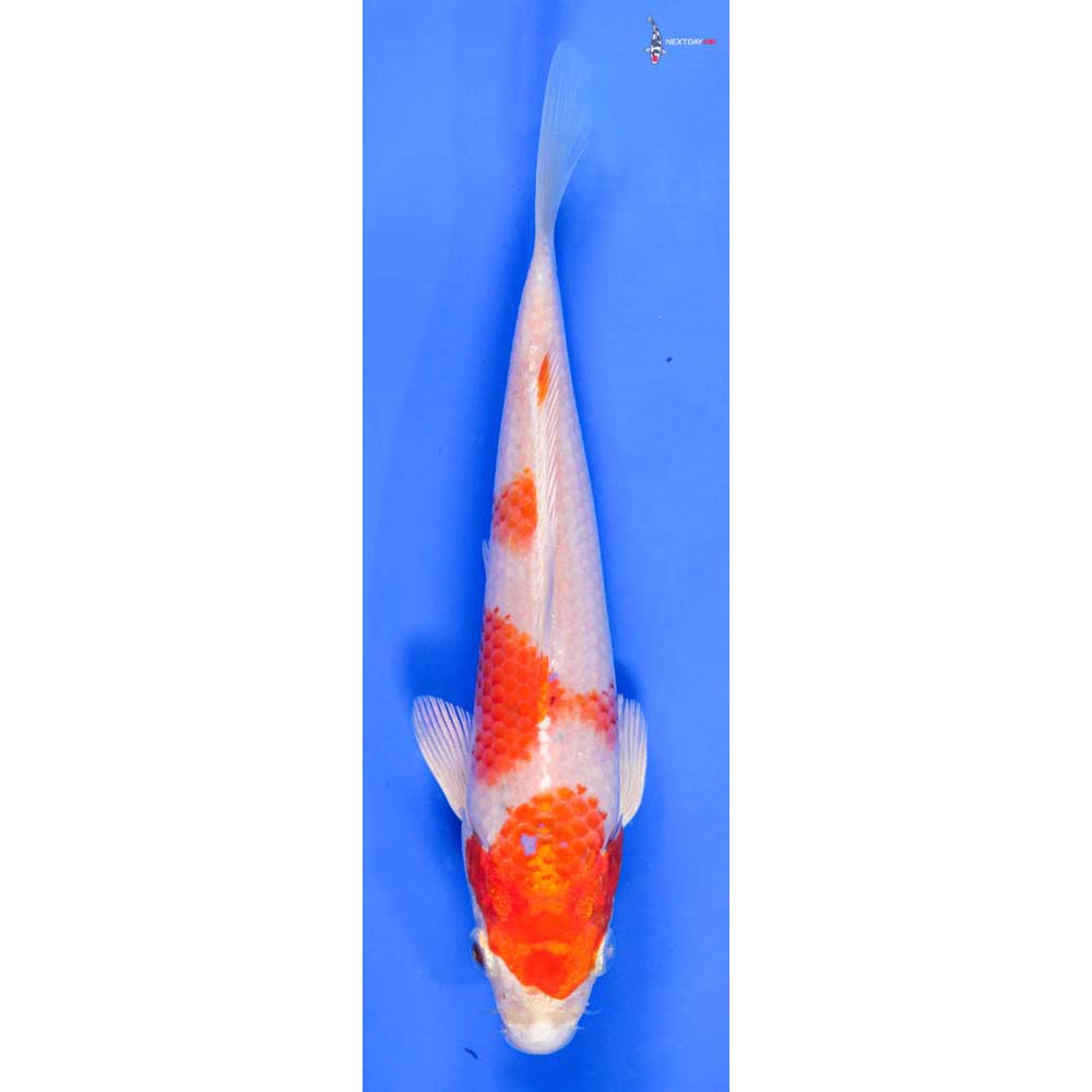 6.5” Imported Hariwake