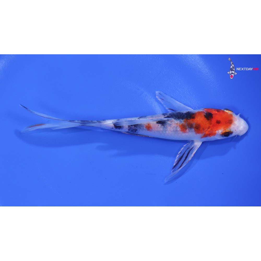 5.5” Imported Sanke Butterfly Koi