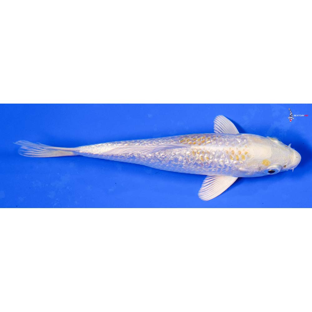 5” Imported Gin Rin Lemon Hariwake
