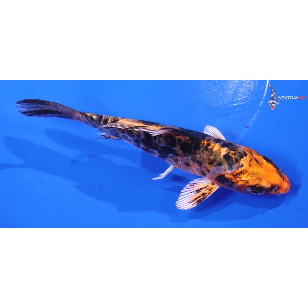 5.5” Imported Heisei Nishiki