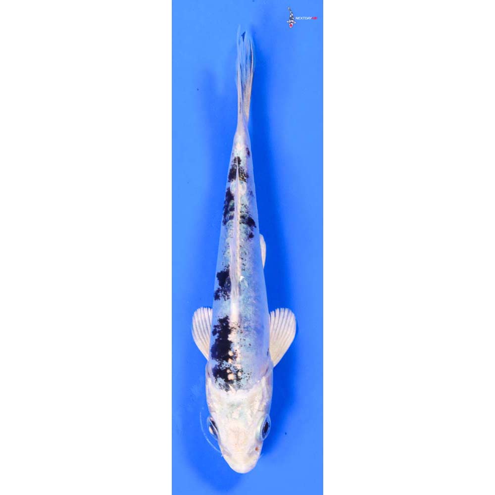 4.5” Imported Doitsu Gin Shiro Bekko