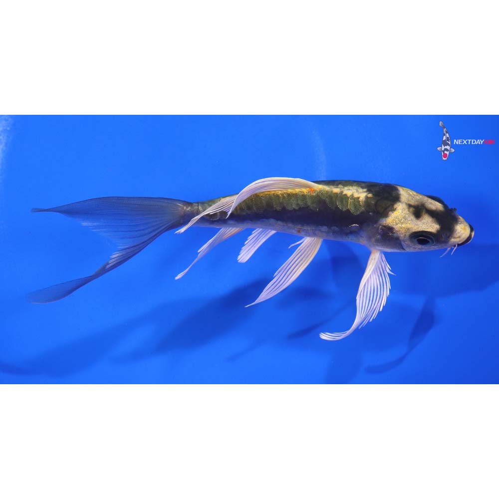 5.5” Imported Kin Kikokuryu Butterfly Koi