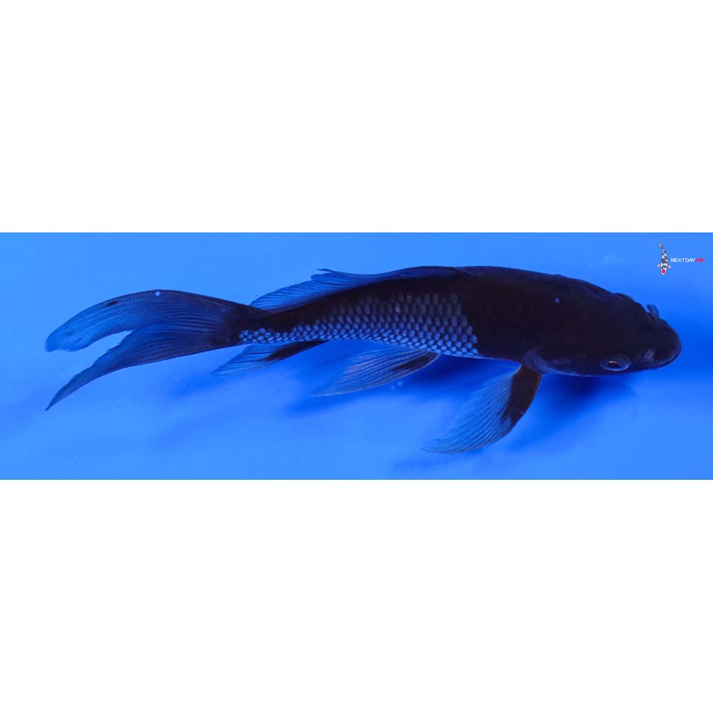 6.5” Imported Ochiba Shigure Butterfly Koi