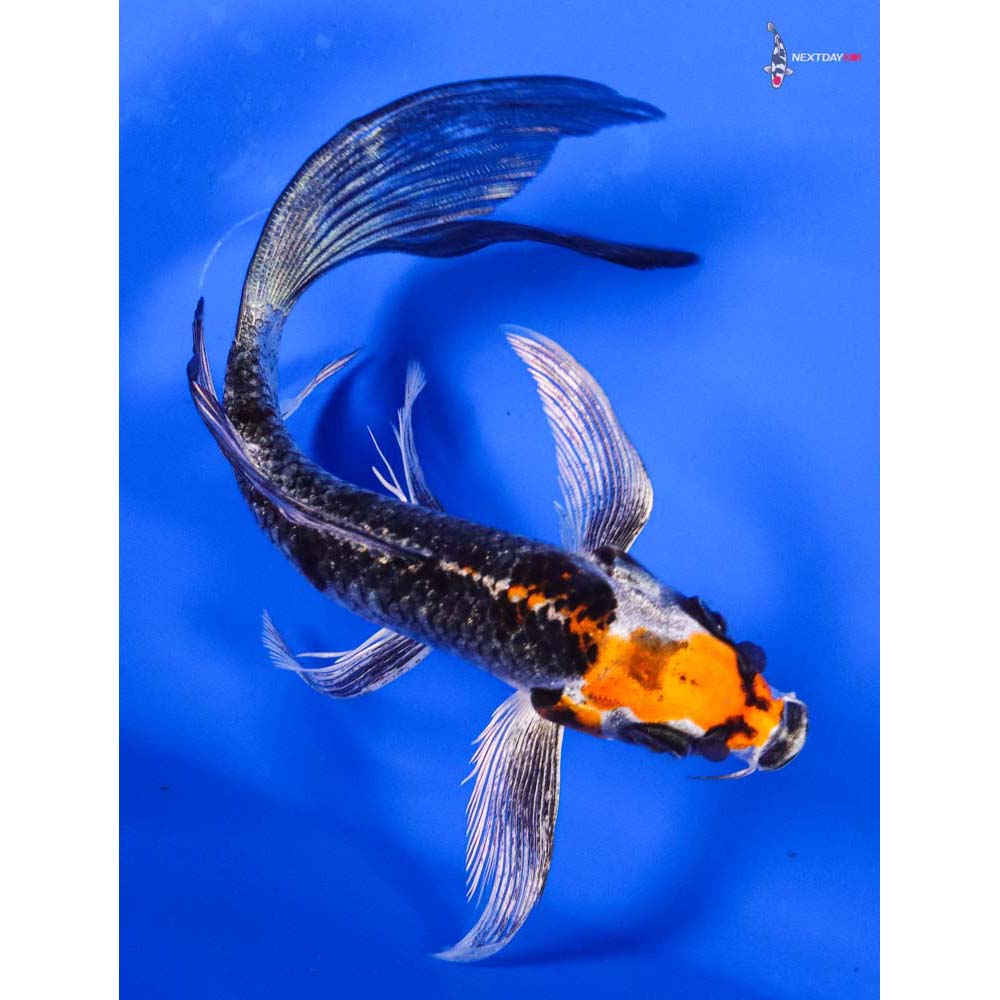 5.5” Imported Kujaku Butterfly Koi