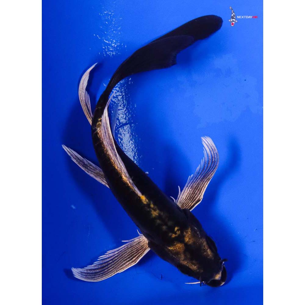 5.5” Imported Kin Kikokuryu Butterfly Koi