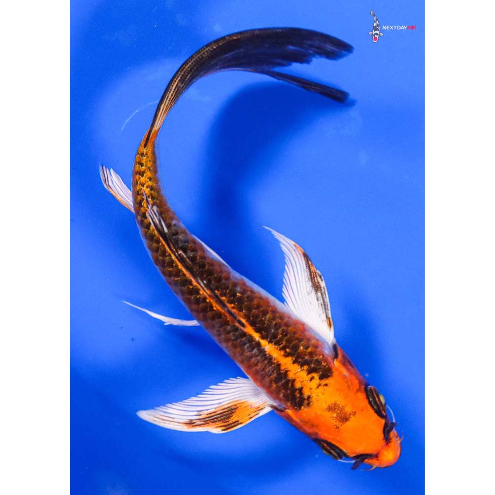 6” Imported Kujaku Butterfly Koi