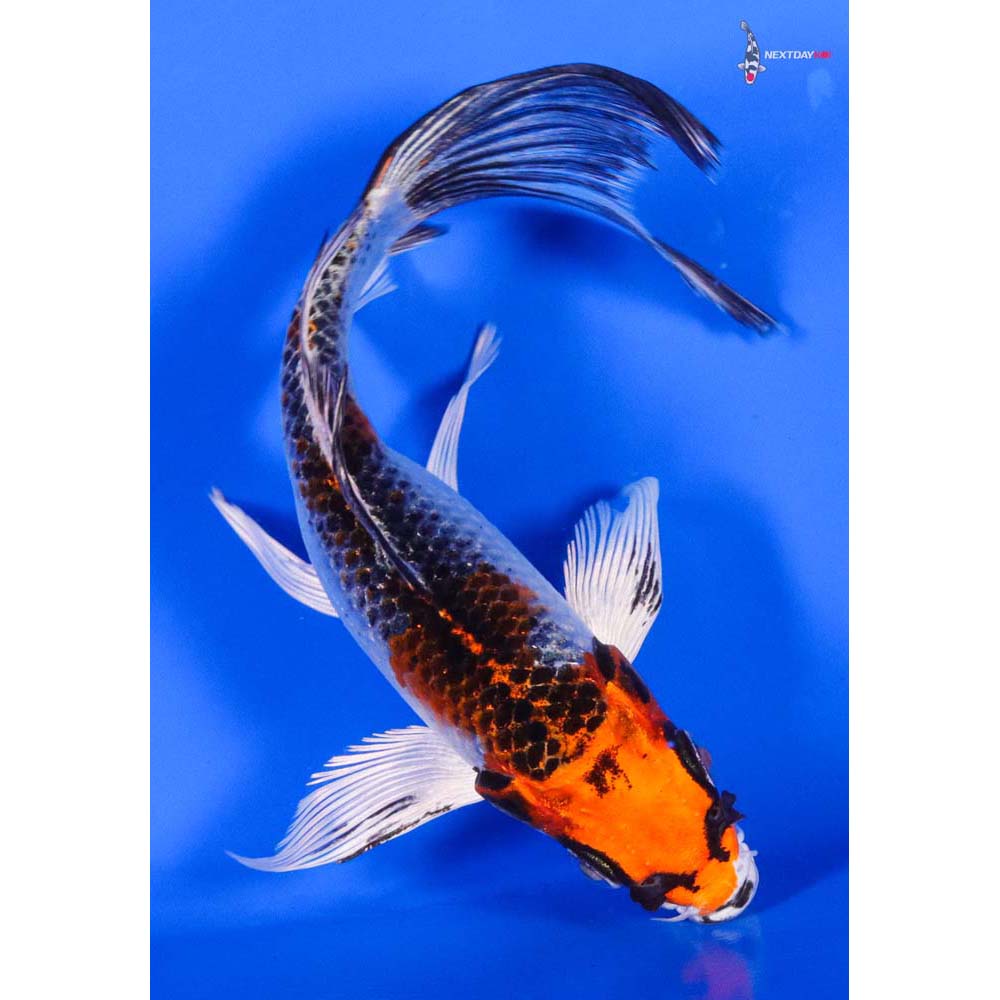 6” Imported Kujaku Butterfly Koi