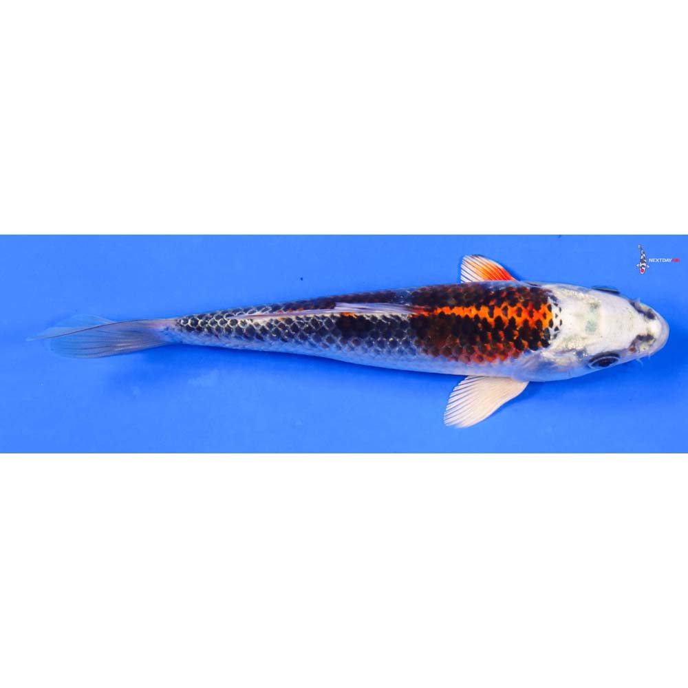 6” Imported Kujaku
