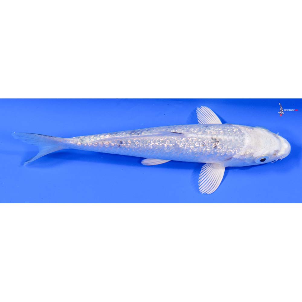 6” Imported Gin Rin Gin Shiro Bekko
