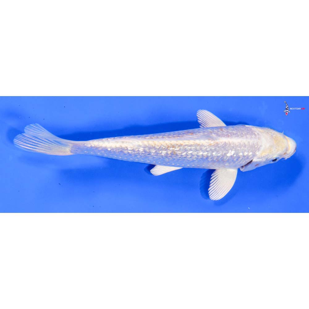 6” Imported Gin Rin Lemon Hariwake