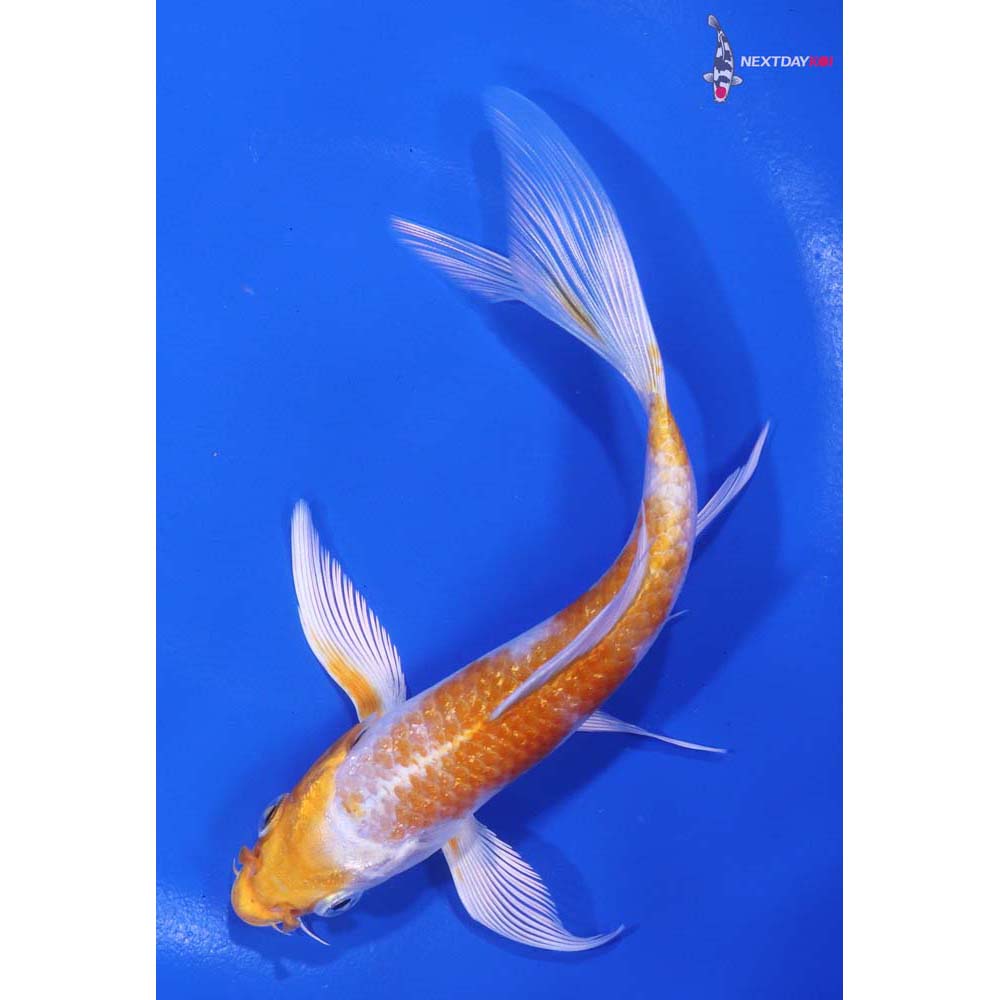 6” Imported Hariwake Butterfly Koi