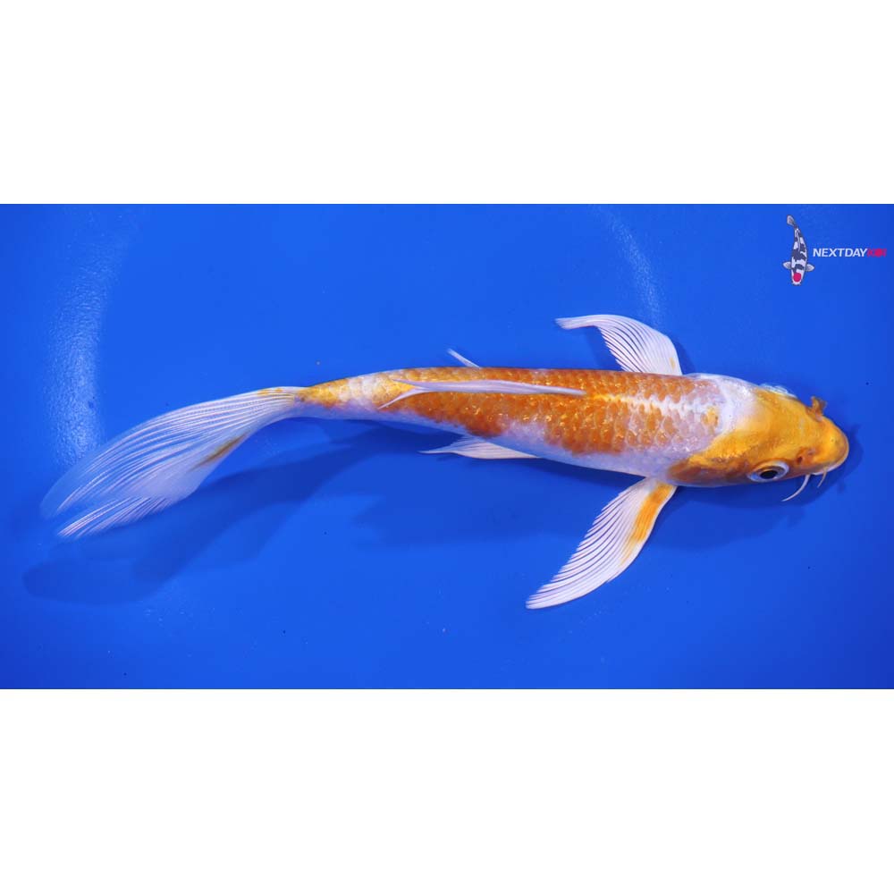 6” Imported Hariwake Butterfly Koi