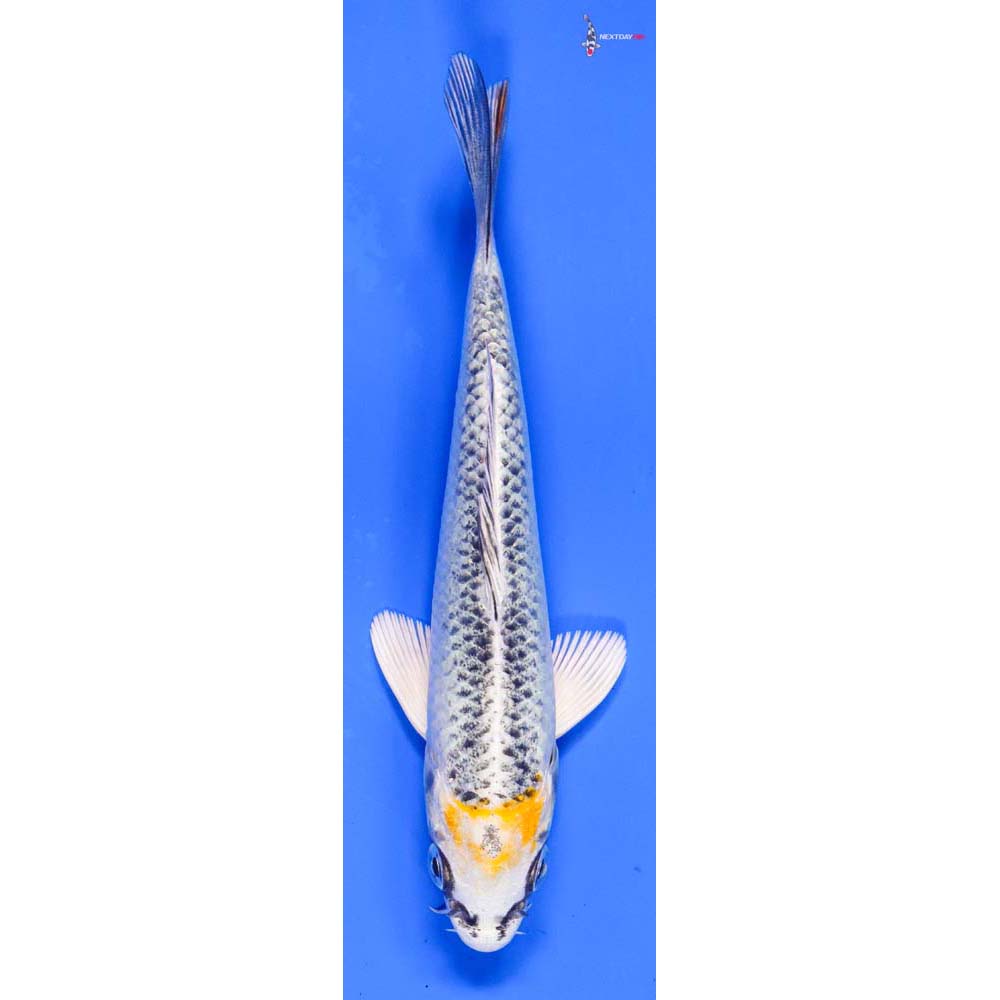 5” Imported Doitsu Kujaku