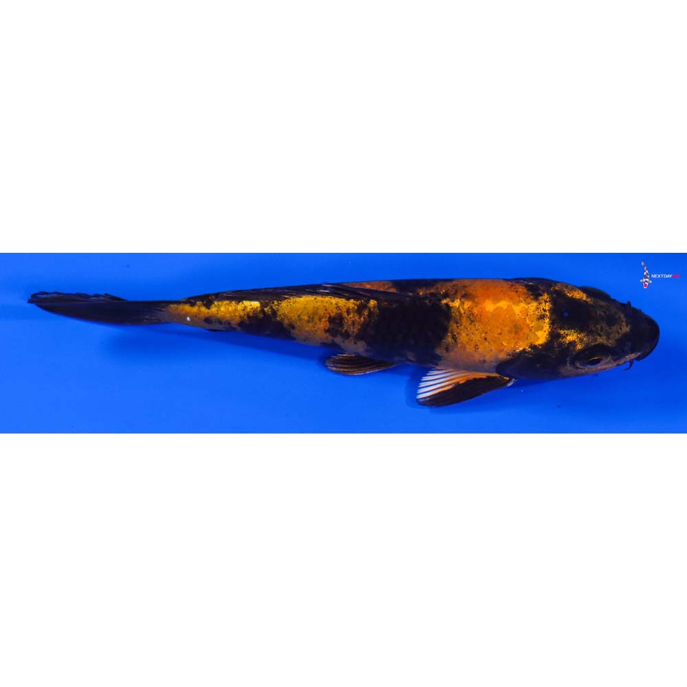 6” Imported Kin Hi Utsuri
