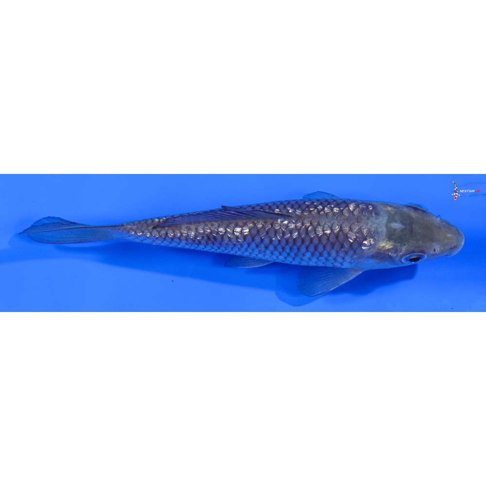 4.5” Imported Gin Rin Soragoi