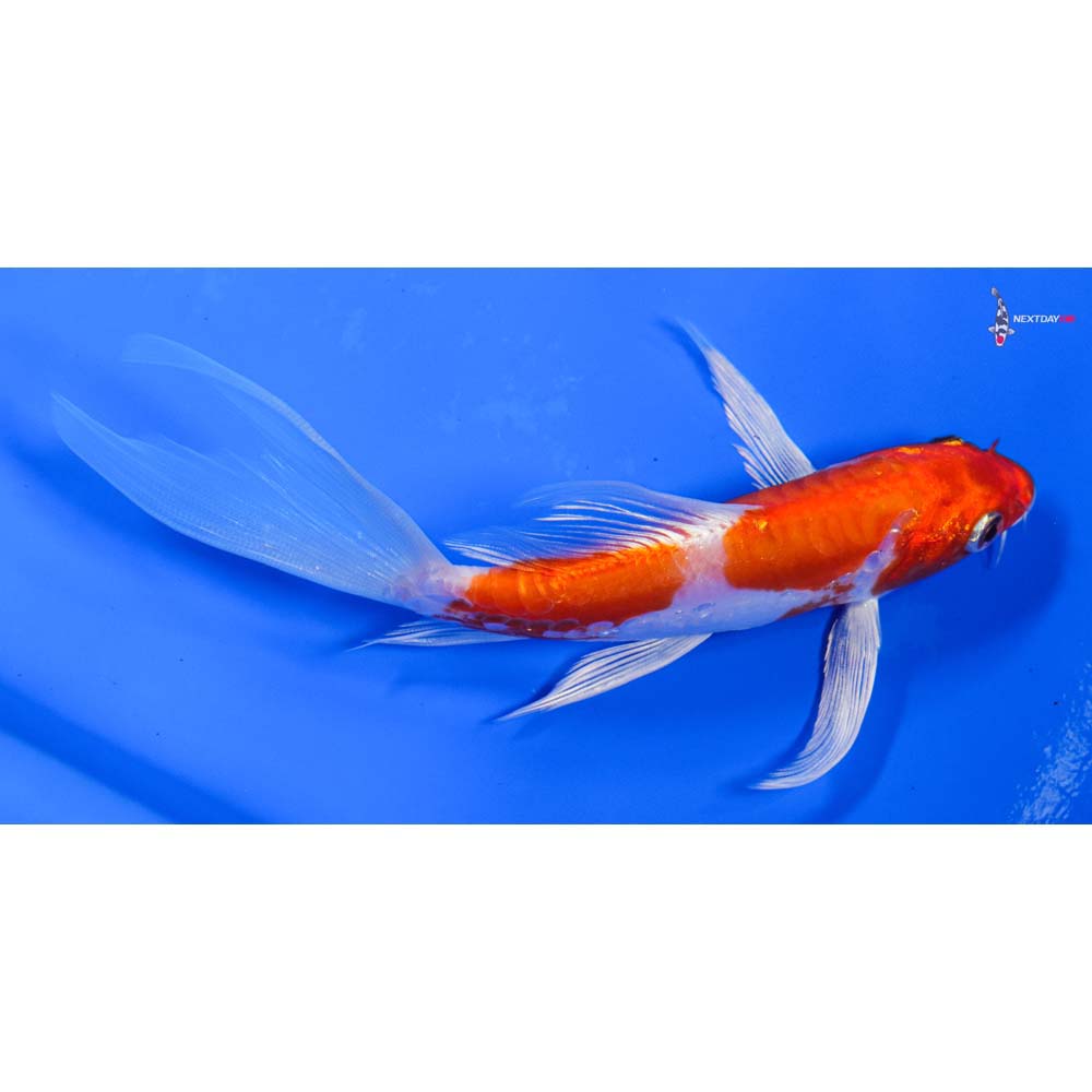 6” Imported Kikusui Butterfly Koi