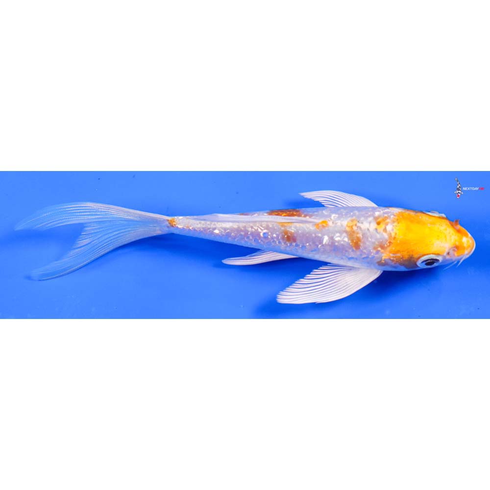 6” Imported Gin Rin Hariwake Butterfly Koi