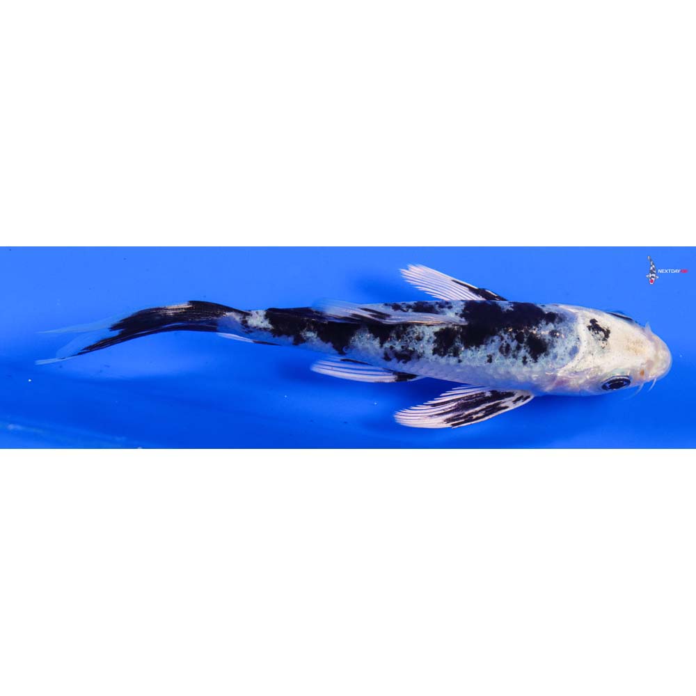 5” Imported Gin Shiro Bekko Butterfly Koi