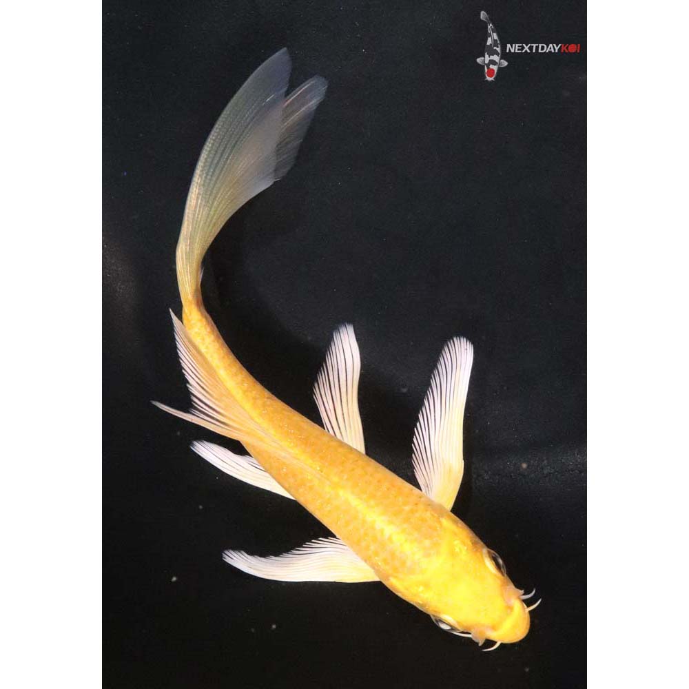 5.5” Imported Yamabuki Ogon Butterfly Koi