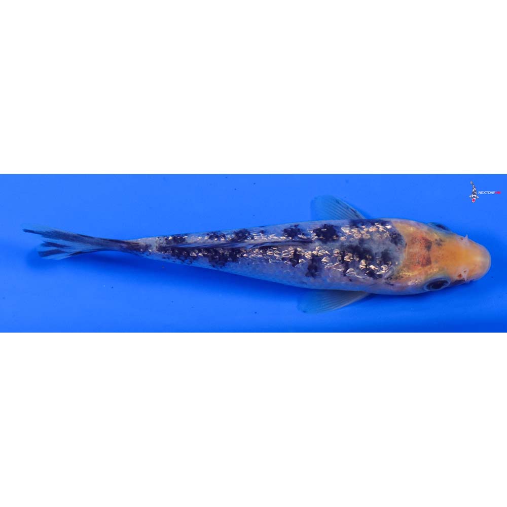 4” Imported Gin Rin Shiro Bekko