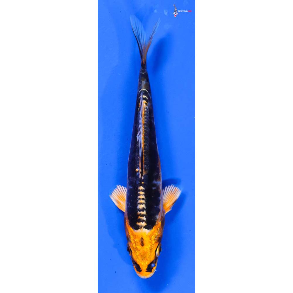 5” Imported Kin Kikokuryu