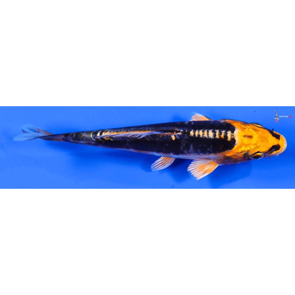 5” Imported Kin Kikokuryu