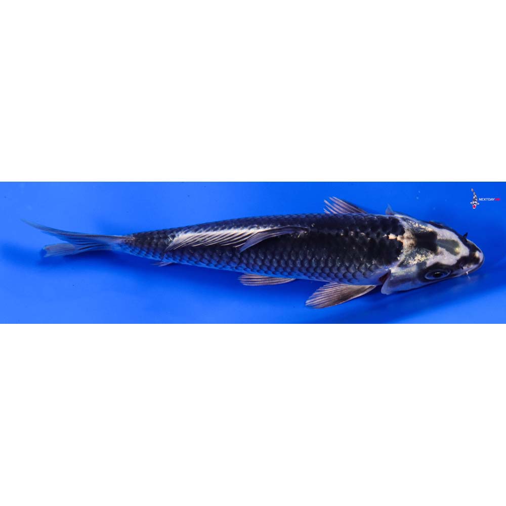 5” Imported Gin Matsuba