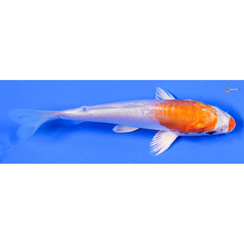 5” Imported Kikusui